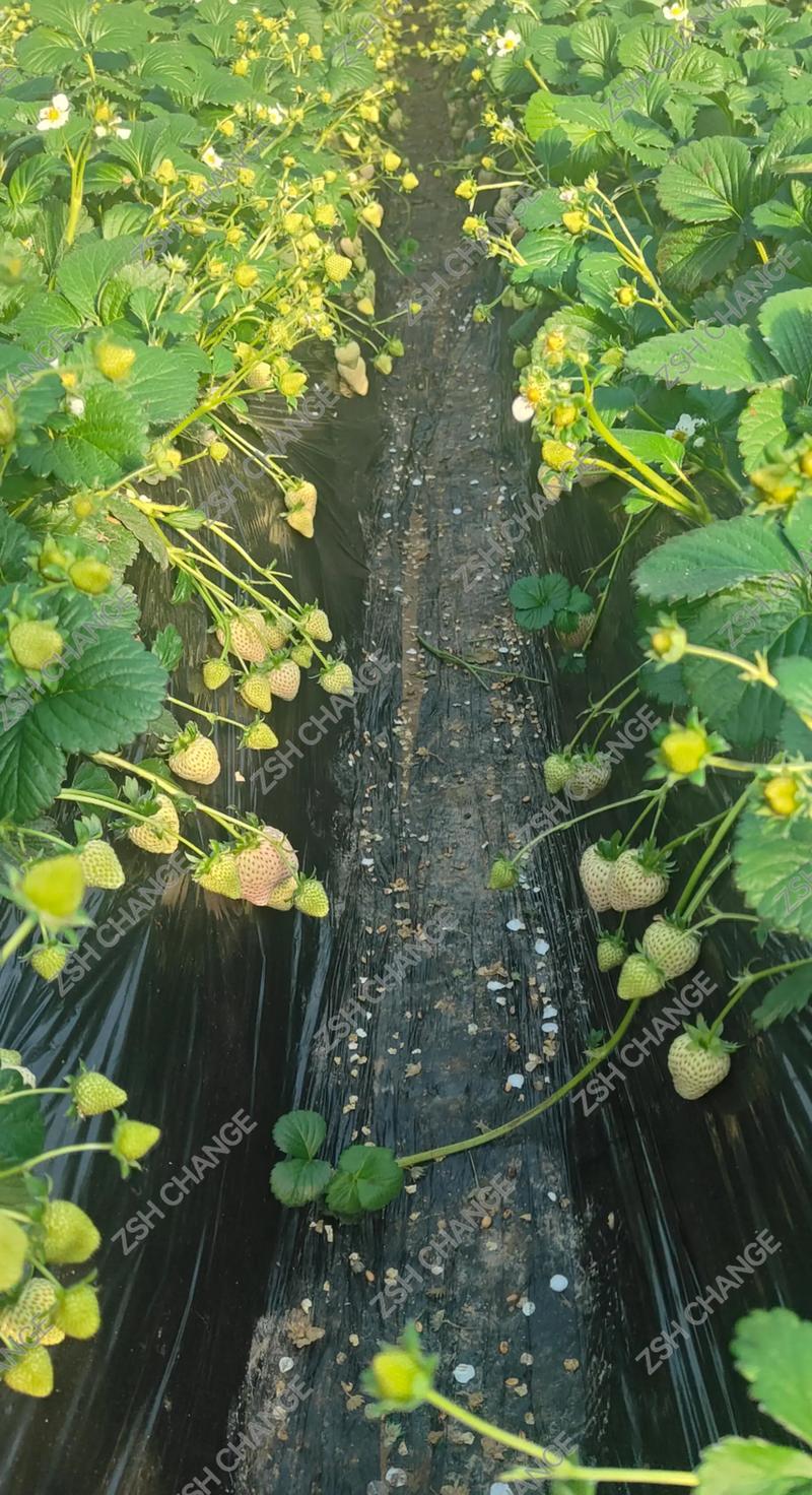 莓类种植技术选购指南